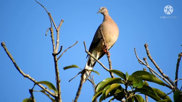 The bird is sitting on the highest branch of the tree.