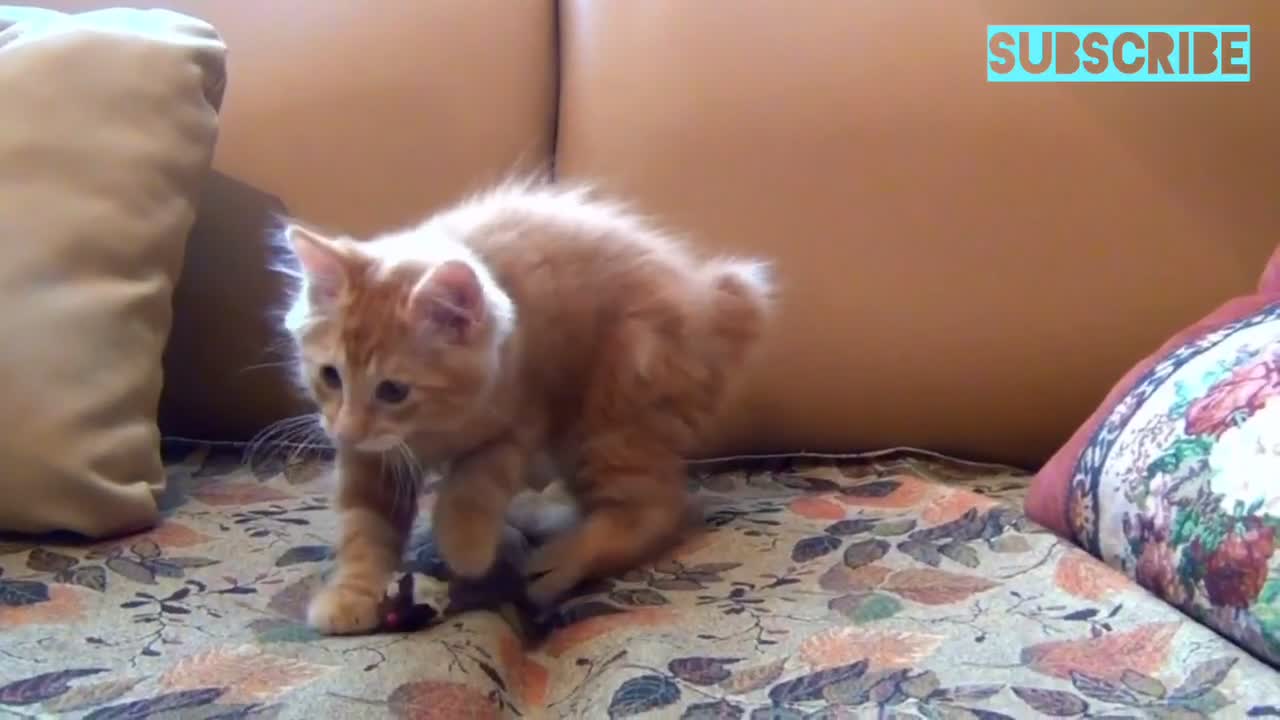 Funny cat playing handball