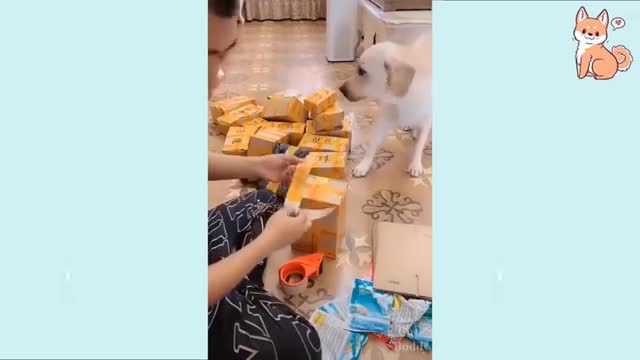 Laugh at the DOGS Funny DOG Videos