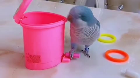 A parrot that can tidy up.