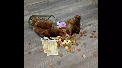 Funny Chickens collect money