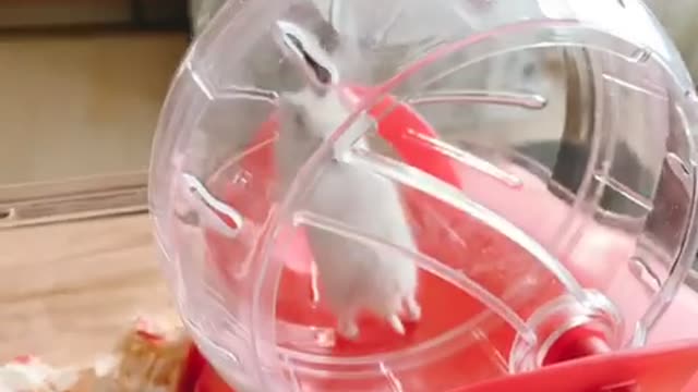 Cute hamster morning exercise!