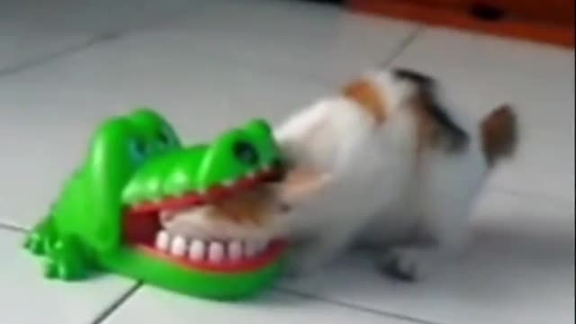 The cat's head was bitten by a crocodile