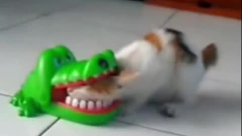 The cat's head was bitten by a crocodile