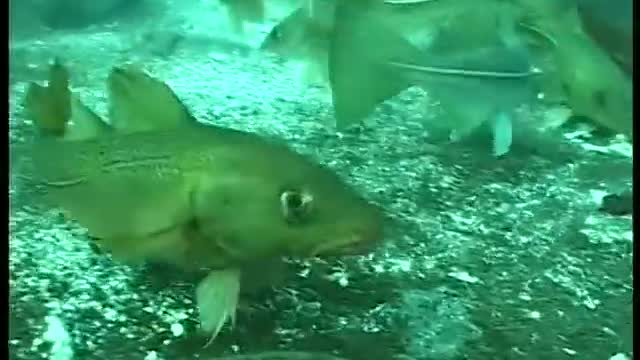 Underwater Camera For Longline Cod Fishing