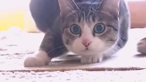 Cat video