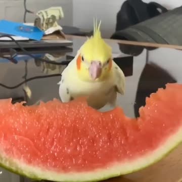 Cocktail bird eats watermelon in a fast and wonderful way