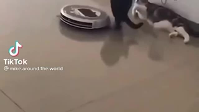 Cat joke