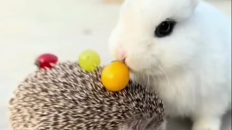 Hedgehog carries fruit to his good friend rabbit