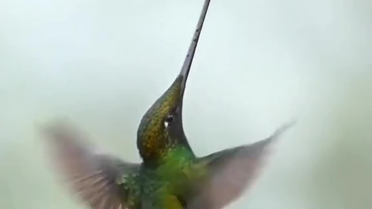 How to make America great again I will be there