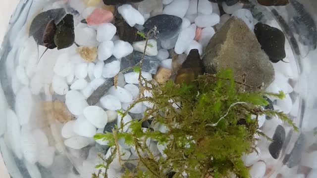 the marsh snails in the valley