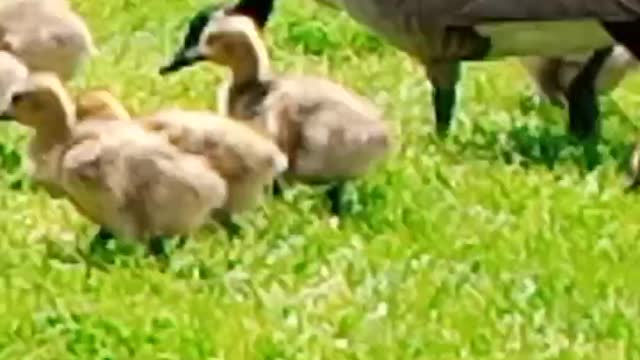 Baby duck video 2