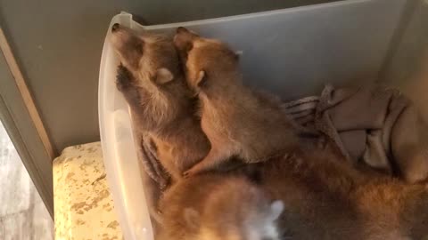 Bucket of Baby Coons!