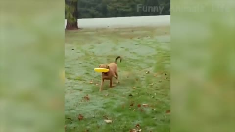Best Funny Animal Videos Of The Month - Cute 🐶 Dogs And 😹 Cats Reactions
