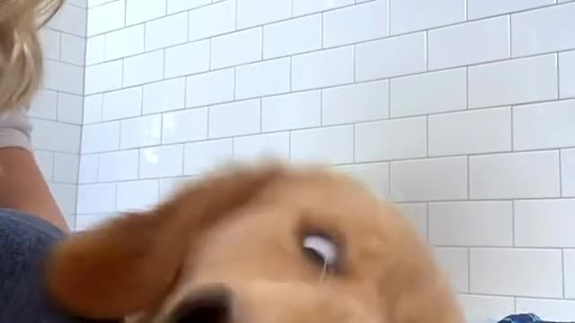 i think my dog is broken