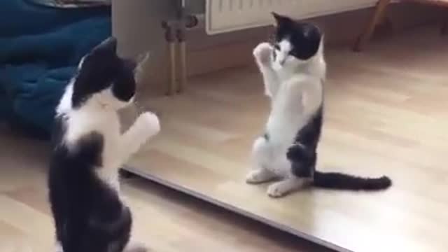 Cat saw his Reflection on Mirror First Time.