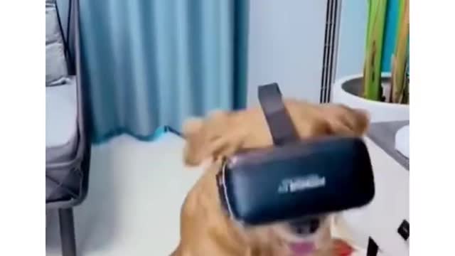 BEST FUNNY ANIMALS VIDEOS