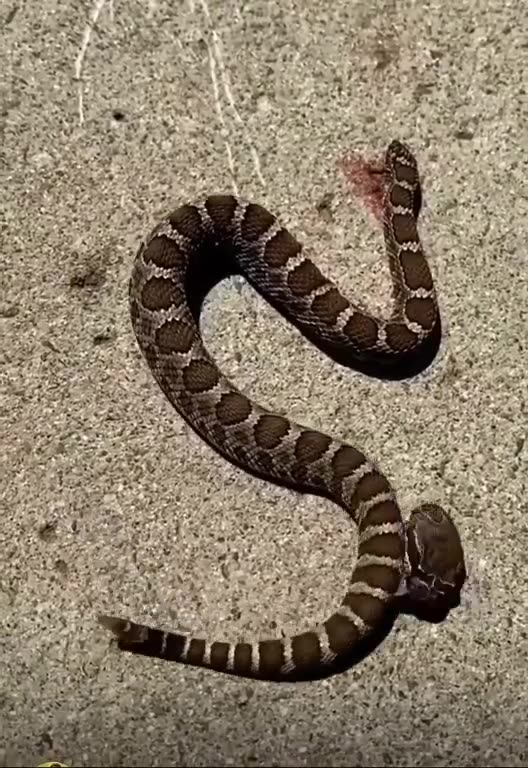Decapitated snake bites itself
