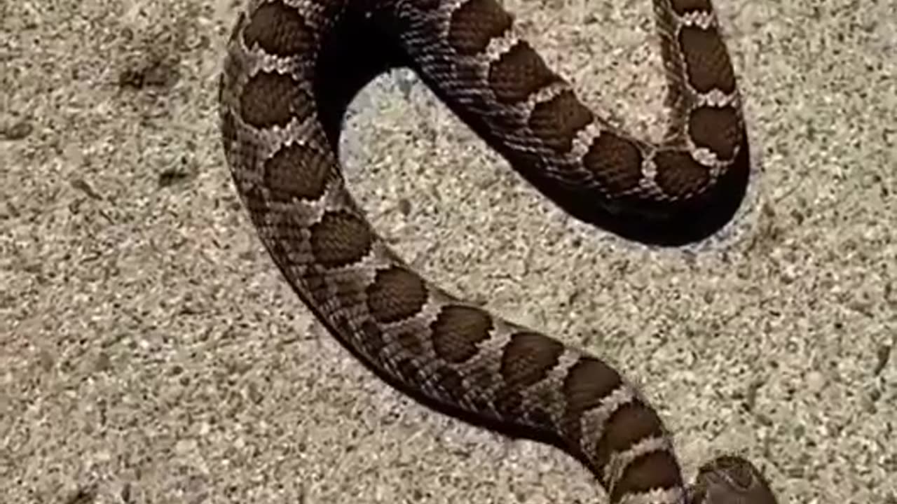 Decapitated snake bites itself