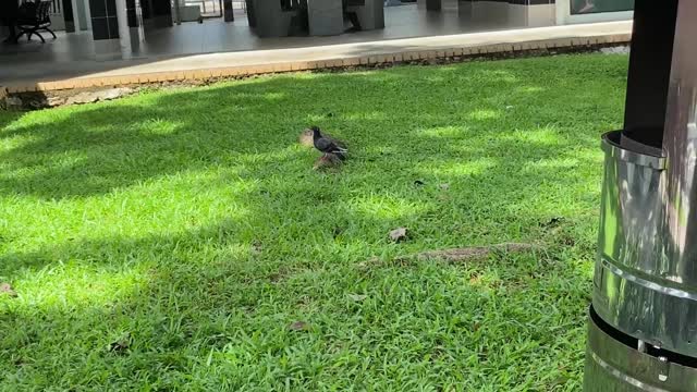 Pigeon Freed From Plastic Bag