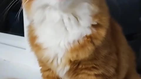 Cat Singing