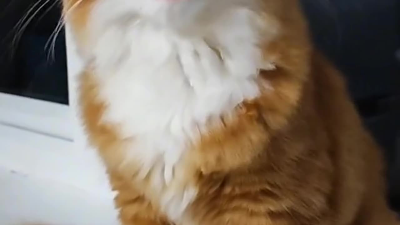 Cat Singing