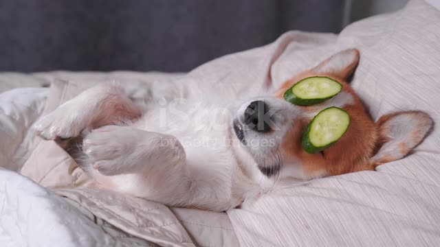 A dog relaxing on the bed