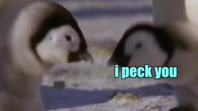 Funny Animal Dubbing / #funny #animaldubbing #dubbing #animal