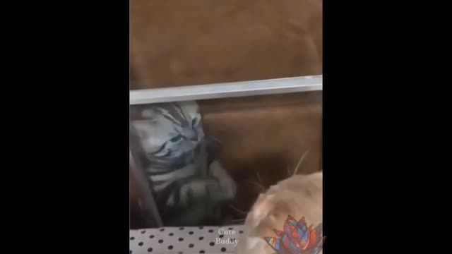 Funny Cute Animals Compilation - 2021 - 01