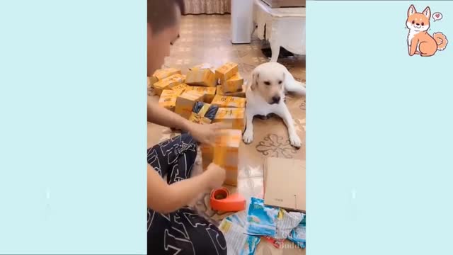 Adorable dog HELPING his owners with tape