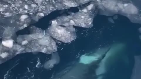 The whale was filmed emerging from the ice for a breath of air