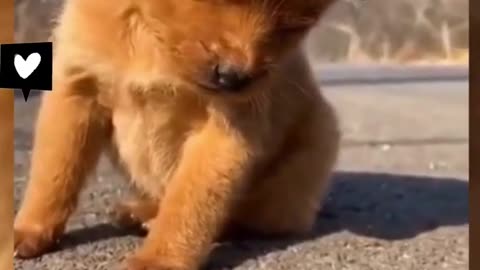 Cute sleeping dog