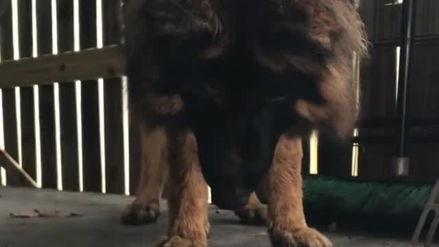 Curious German Shepherd Befriends Tiny Wild Gecko