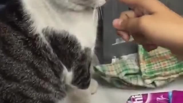 Meong ku di introgasi