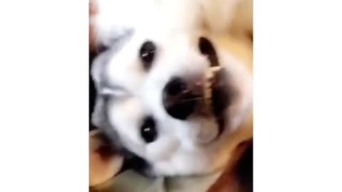 Funny Husky Dog Videos 2022 😁 Funniest Husky Dog Videos 😁😇 Best Funny Husky Videos 2022 😺