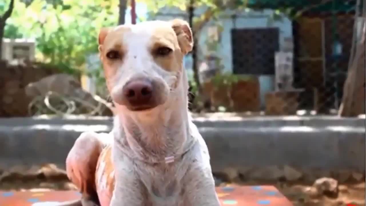 Dog was trapped in an iron and saved by Animal Aids.