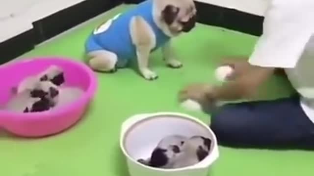 Cute and Smart Puppies Play with Owner #shorts