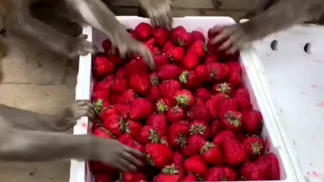 🐵 monkeys attacked on strawberry 🍓🍓🍓🍓