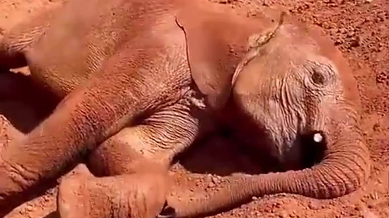 Why is the baby elephant's body covered with soil? 😮