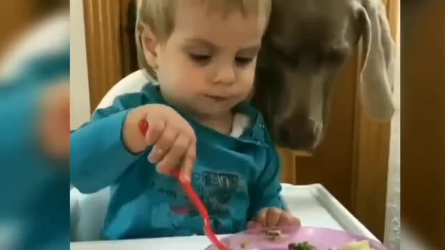 Cute dog😎😎😍😍❤#24