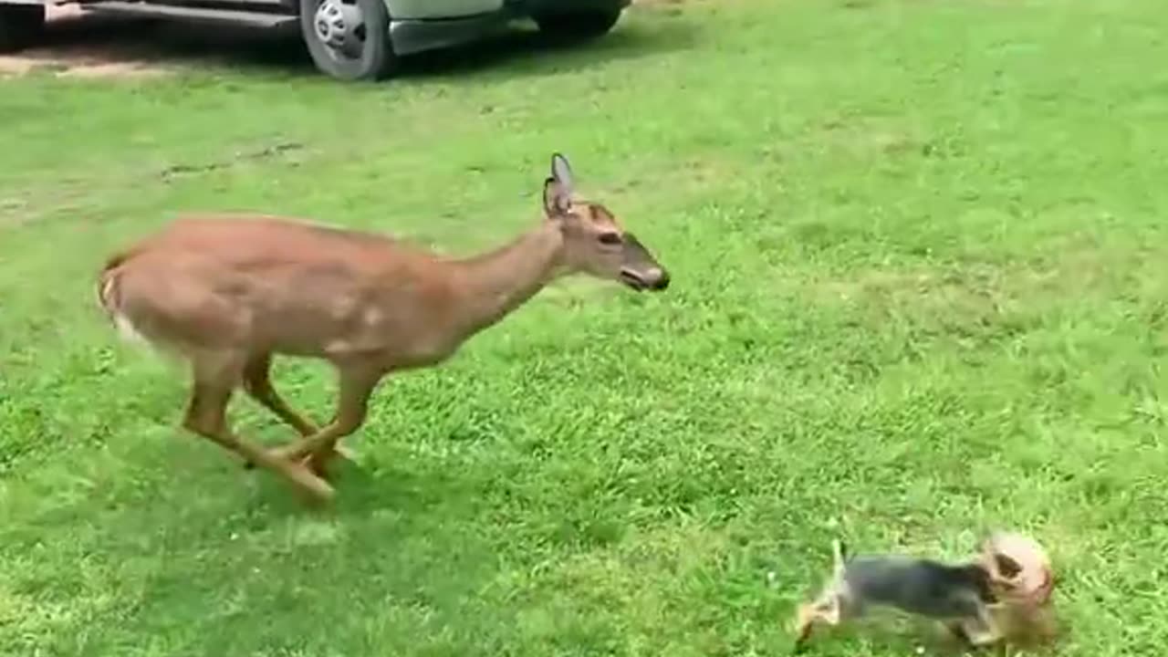 Rescue a baby deer