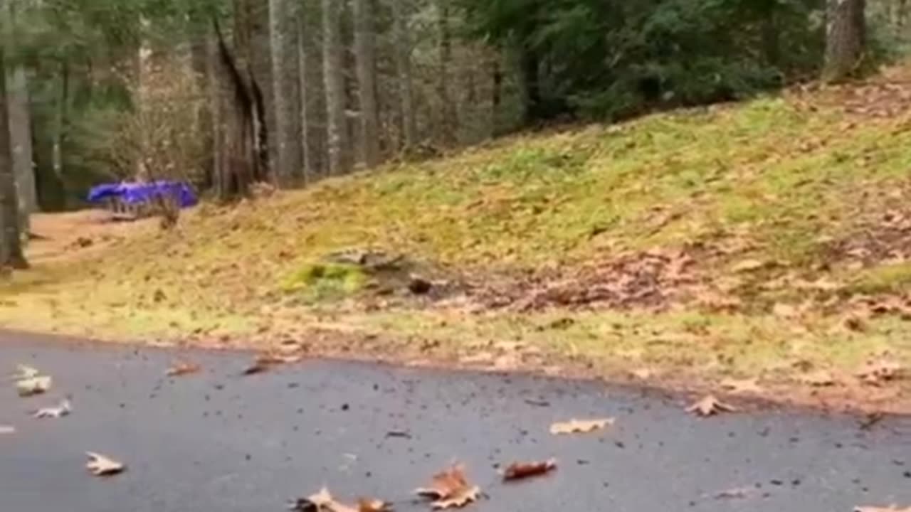 Try not to Laugh !!! Funny Animals