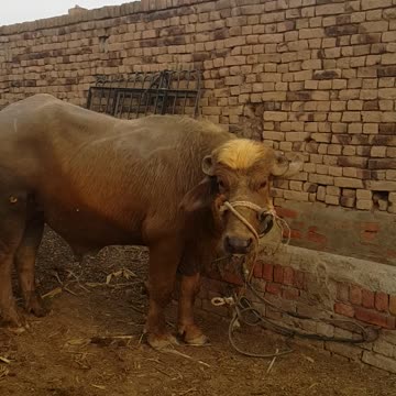 8 من کٹا فارسیل آف کسووال ضلع ساہیوال