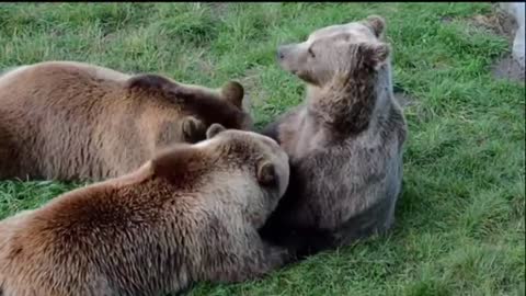 Funny cat dog animals videos (8)_
