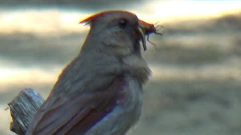 Female Cardinal