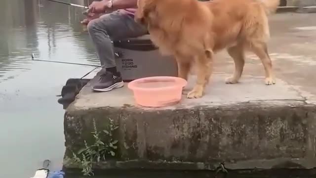 Cão salvando o Peixe