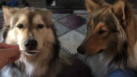 Dogs Share Ice Cream