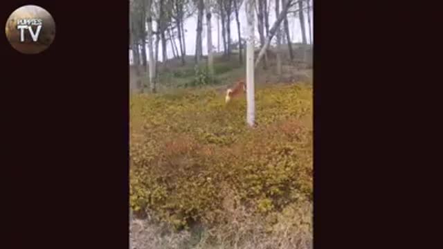 Cutest dogs and puppies in the world video 13