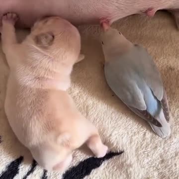 parrot is trying to copy a baby dog
