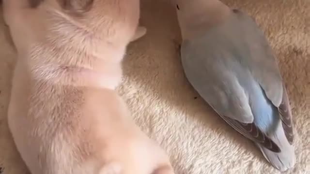 parrot is trying to copy a baby dog